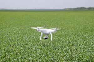 Flying white quadrocopters over a field of wheat photo