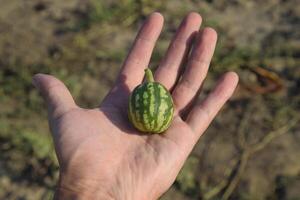 small watermelon in the palm of your hand. Ovary of watermelon photo