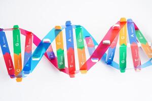 DNA molecule spiral structure model isolated on white background, chromosome and gene chemical science biology. photo