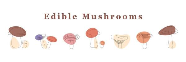 large set of edible mushrooms. line art with colored spot. Isolated vector illustration.