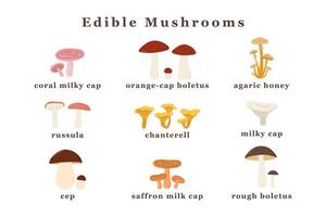 large set of edible mushrooms. Isolated vector illustration.