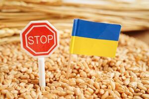 Ukraine flag on grain wheat, trade export and economy concept. photo