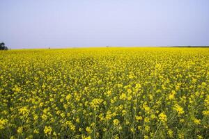 hermosa floral paisaje ver de colza en un campo con azul cielo en el campo de Bangladesh foto