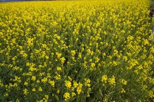 Blooming Yellow Rapeseed flowers in the field.  can be used as a floral texture background photo