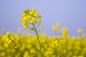 Close-up Focus A Beautiful  Blooming  Yellow rapeseed flower with Blue sky  Blurry Background photo