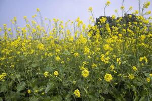 Outdoor yellow Rapeseed Flowers Field Countryside of Bangladesh photo