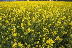 Blooming Yellow Rapeseed flowers in the field.  can be used as a floral texture background photo