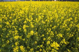 Blooming Yellow Rapeseed flowers in the field.  can be used as a floral texture background photo