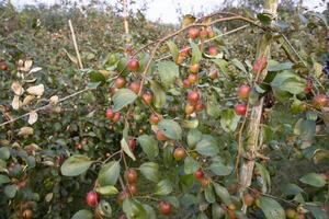 Fruit tree with unripe Red jujube fruits or apple kul boroi  in the garden photo