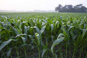 Agriculture corn fields growing in the harvest countryside of Bangladesh photo