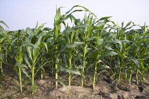 Agriculture corn fields growing in the harvest countryside of Bangladesh photo