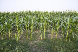 agricultura maíz campos creciente en el cosecha campo de Bangladesh foto