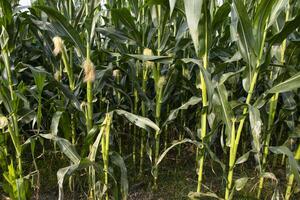 Agriculture corn fields growing in the harvest countryside of Bangladesh photo