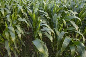 Agriculture corn fields growing in the harvest countryside of Bangladesh photo