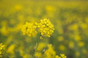 de cerca atención un hermosa floreciente amarillo colza flor con borroso antecedentes foto