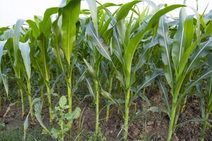 Agriculture corn fields growing in the harvest countryside of Bangladesh photo