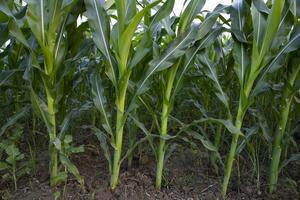 Agriculture corn fields growing in the harvest countryside of Bangladesh photo