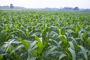 Agriculture corn fields growing in the harvest countryside of Bangladesh photo