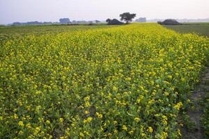 Beautiful Floral Landscape View of Rapeseed  in a field with blue sky in the countryside of Bangladesh photo