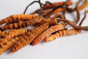 Cordyceps sinensis or Ophiocordyceps sinensis isolated on white background, mushroom herb treatment medicine. photo