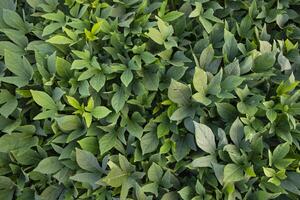 Green Leaves Pattern Texture Background of the Sweet Potato Plant in the Field Countryside of Bangladesh photo