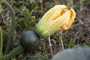 verde orgánico vegetal dulce calabaza pequeño amarillo flor en el jardín, joven calabaza natural polinización en el campo de campo en Bangladesh foto