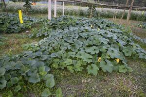 Green Organic vegetable sweet pumpkin Plantation in the garden photo