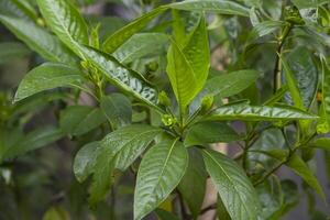 Close-up view of herbal leaves  Justicia adhatoda, commonly known in English as Malabar nut, adulsa, adhatoda, vasa, vasaka, is a medicinal plant native to Asia photo