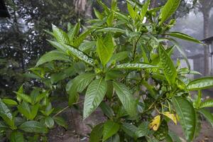 de cerca ver de herbario hojas justicia adhatoda, comúnmente conocido en Inglés como malabar tuerca, adulta, adhatoda, vasa, vasaka, es un medicinal planta nativo a Asia foto