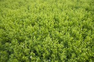 floreciente blanco nigella sativa flores en el campo. parte superior ver textura antecedentes foto