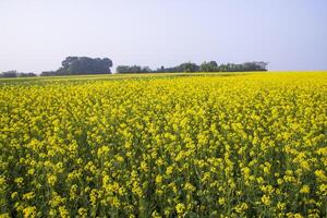 hermosa floral paisaje ver de colza en un campo con azul cielo en el campo de Bangladesh foto