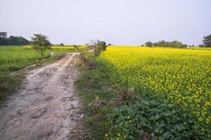 Rural dirt road through the rapeseed field with the blue sky background photo