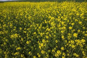 Blooming Yellow Rapeseed flowers in the field.  can be used as a floral texture background photo