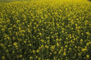 Blooming Yellow Rapeseed flowers in the field.  can be used as a floral texture background photo