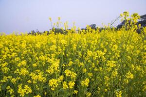 Outdoor yellow Rapeseed Flowers Field Countryside of Bangladesh photo