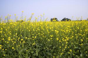 Outdoor yellow Rapeseed Flowers Field Countryside of Bangladesh photo