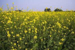 Outdoor yellow Rapeseed Flowers Field Countryside of Bangladesh photo