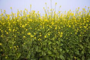 Outdoor yellow Rapeseed Flowers Field Countryside of Bangladesh photo