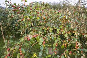 Fruta árbol con inmaduro rojo pastilla frutas o manzana kul boroi en el jardín foto