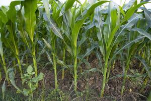 Agriculture corn fields growing in the harvest countryside of Bangladesh photo