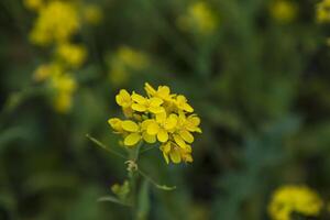 Close-up Focus A Beautiful  Blooming  Yellow rapeseed flower with blurry background photo