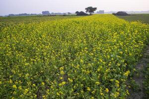 Beautiful Floral Landscape View of Rapeseed  in a field with blue sky in the countryside of Bangladesh photo