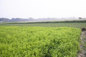 Blooming White Nigella sativa flowers in the field with blue sky. Natural Landscape view photo