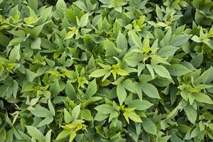 Green Leaves Pattern Texture Background of the Sweet Potato Plant in the Field Countryside of Bangladesh photo