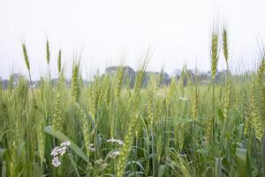 de cerca verde trigo espiga grano en el campo foto