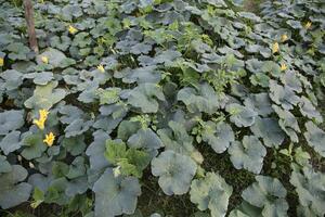 Green Organic vegetable sweet pumpkin Plantation in the garden photo