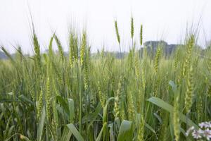 de cerca verde trigo espiga grano en el campo foto