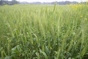 de cerca verde trigo espiga grano en el campo foto