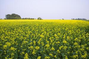 hermosa floral paisaje ver de colza en un campo con azul cielo en el campo de Bangladesh foto