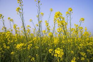 Outdoor yellow Rapeseed Flowers Field Countryside of Bangladesh photo